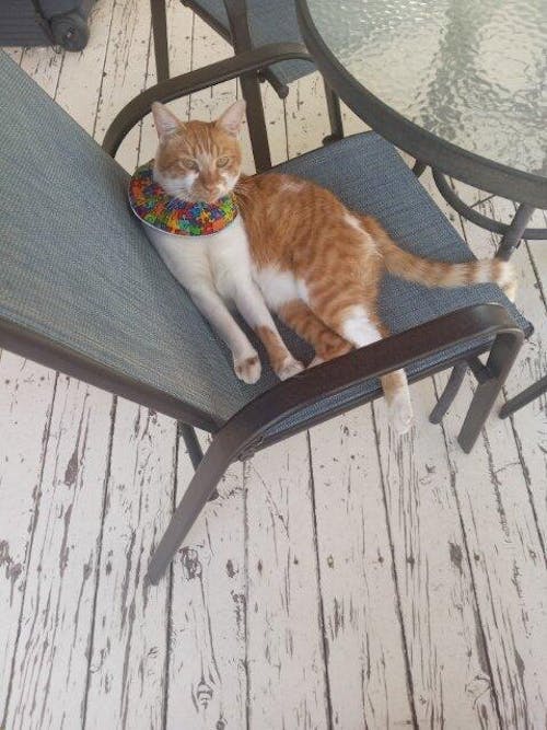 Puzzle Birdsbesafe ® Collar Cover