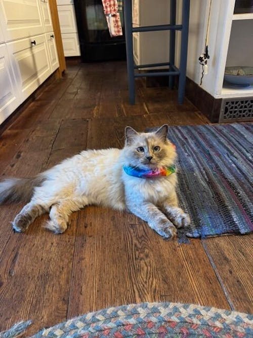 Rainbow Sally Birdsbesafe ® Collar Cover - Long-Haired Cat Style