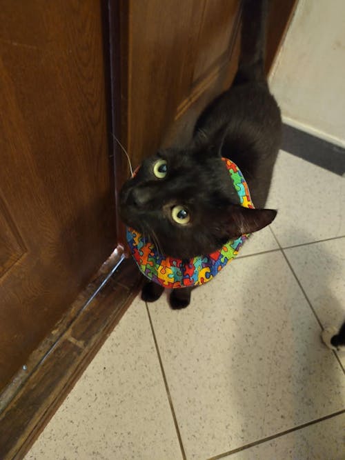 Puzzle Birdsbesafe ® Collar Cover