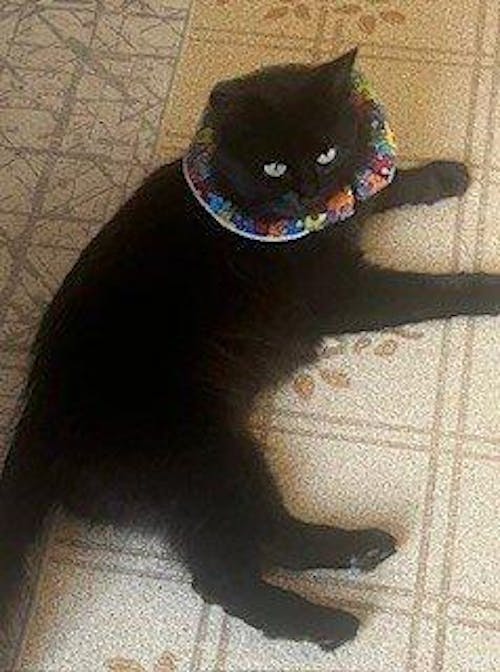 Puzzle Birdsbesafe ® Collar Cover