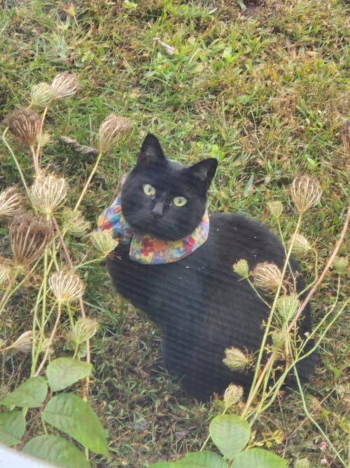 3 Set Birdsbesafe Covers + 1 Breakaway Cat Collar