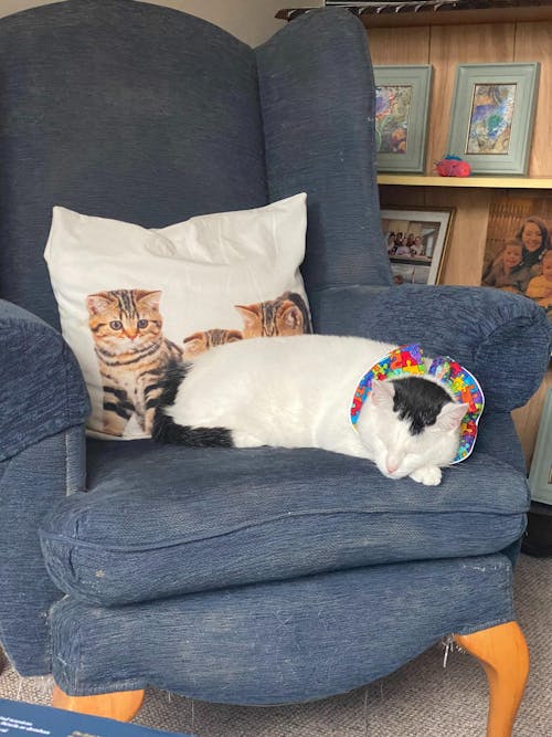 Puzzle Birdsbesafe ® Collar Cover