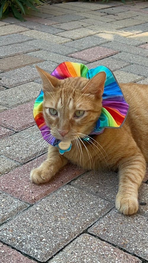 Rainbow Sally Birdsbesafe ® Collar Cover