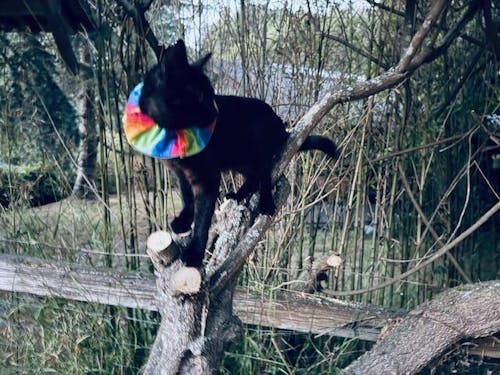 Crayon Birdsbesafe® Collar Cover