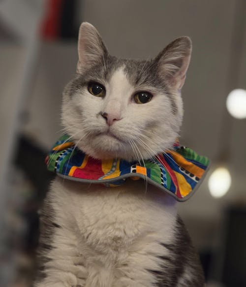 3 Set Birdsbesafe Covers + 1 Breakaway Cat Collar