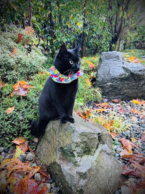 Puzzle Birdsbesafe ® Collar Cover