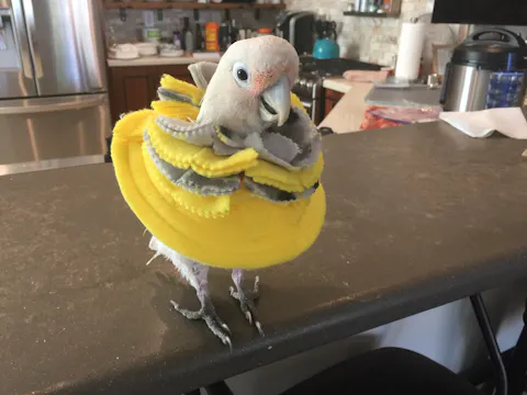 Fringy Cone Bird Collar