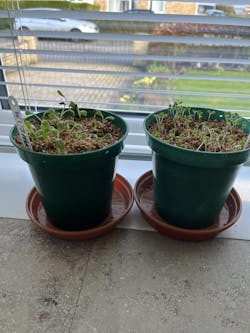 Dahlia Bishops Children Mix