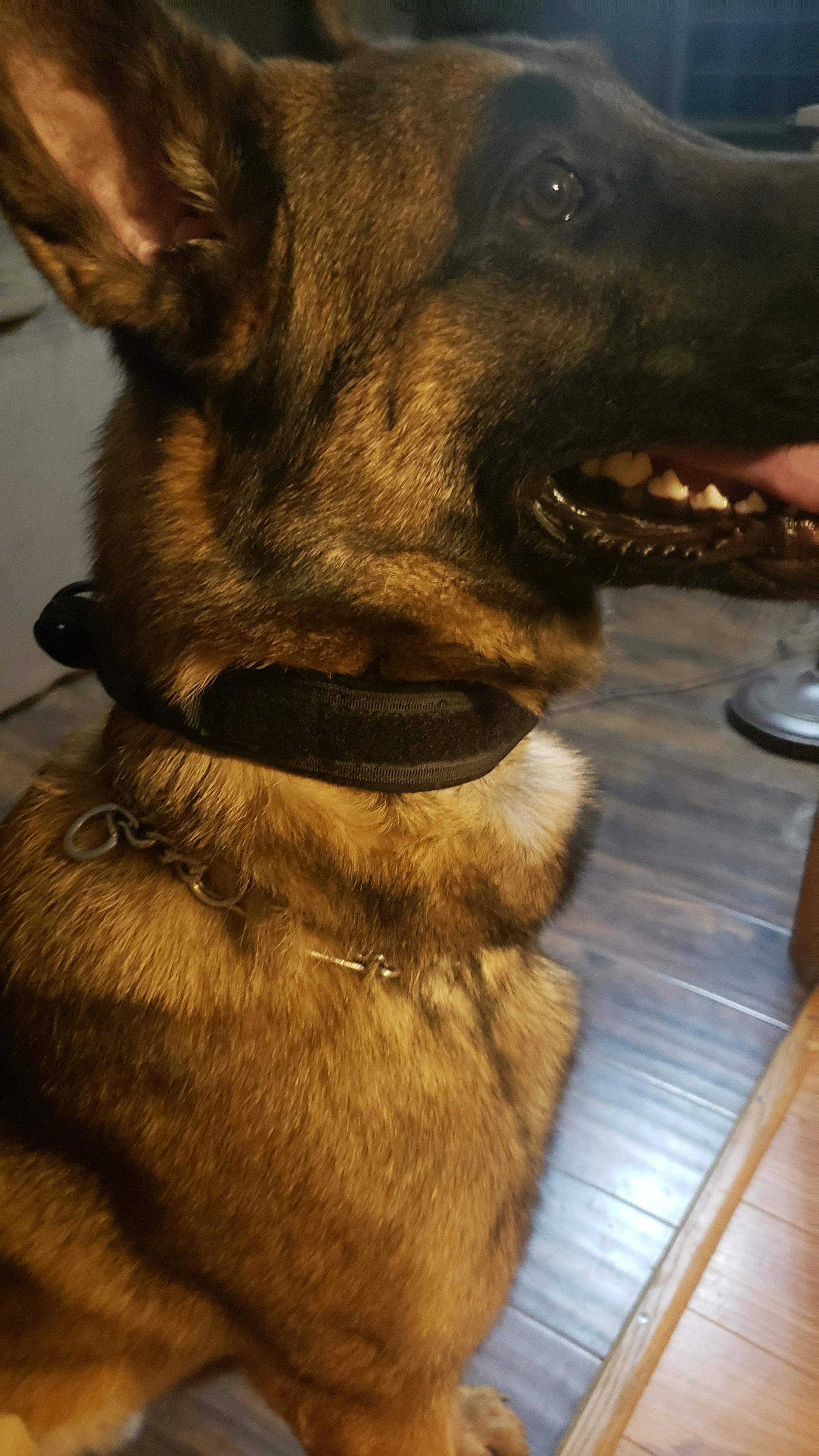 kilo dog collar