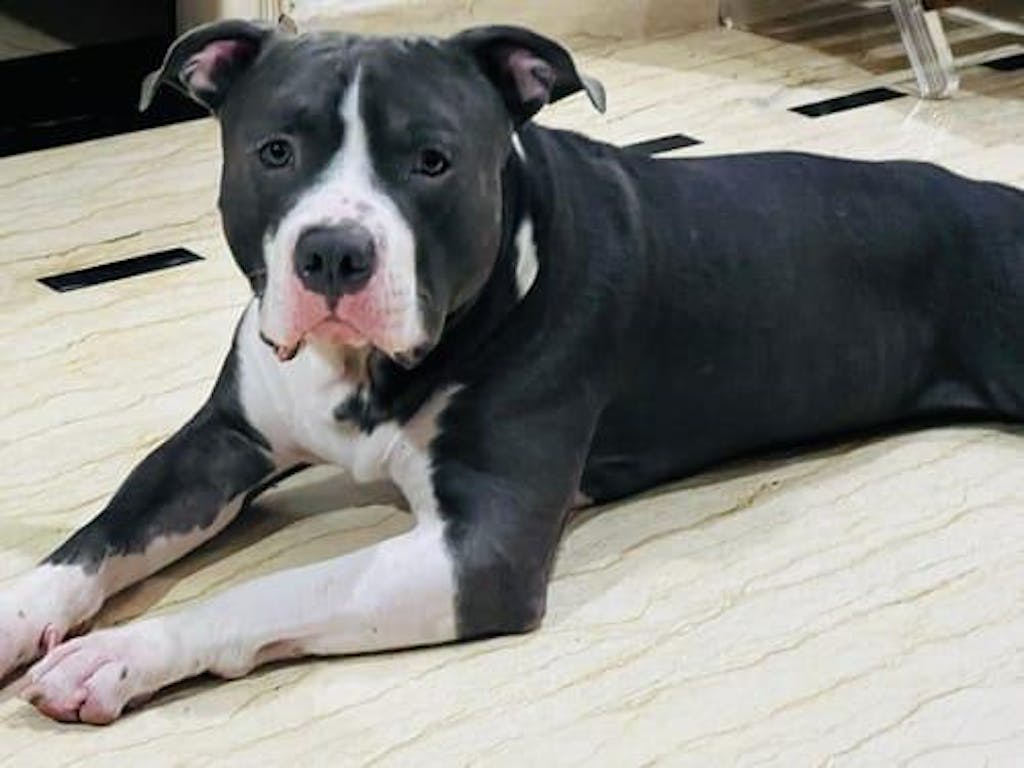 Chicken & Veggies Dog Food Trial Pack (Pumpkin, Broccoli, Zucchini)