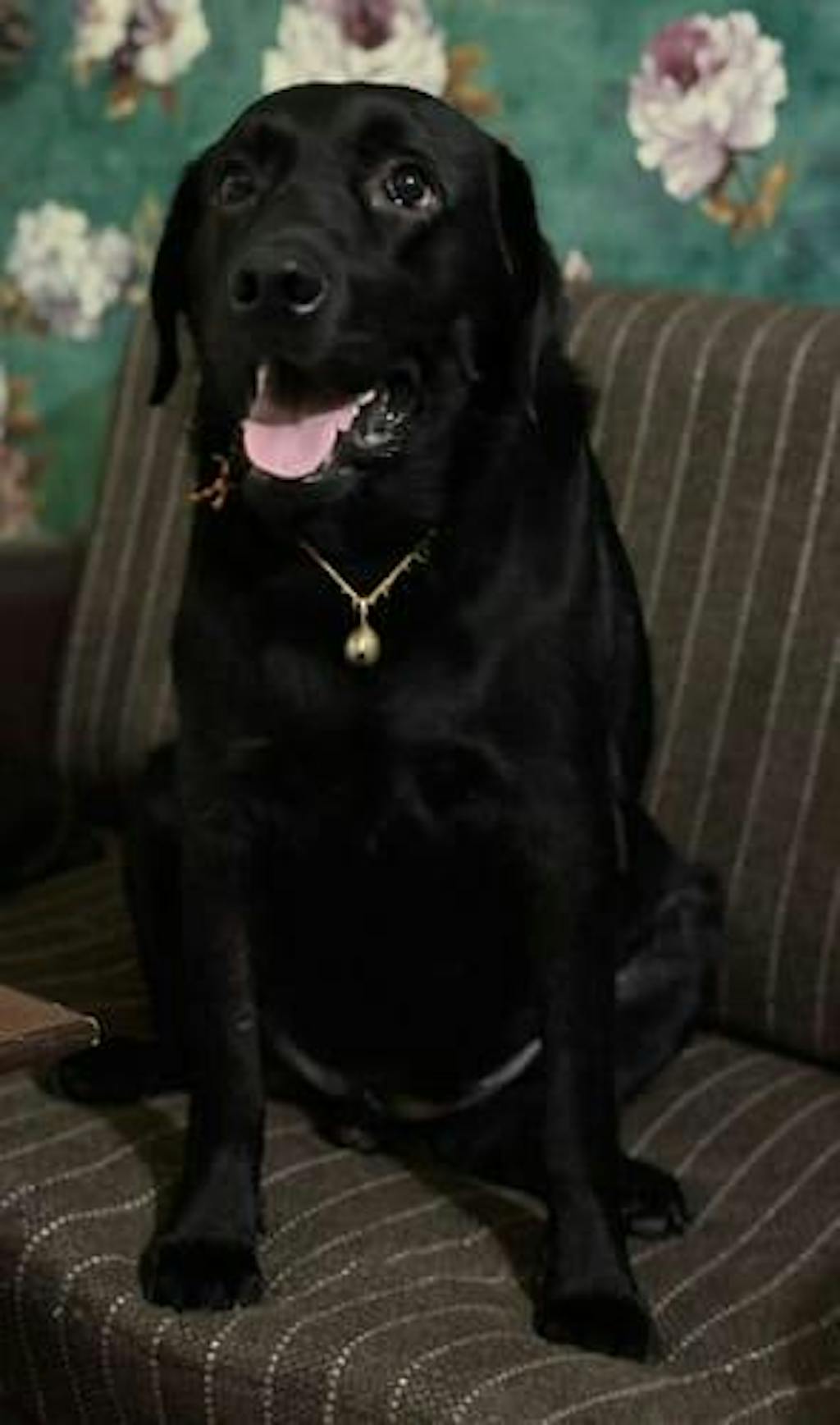 Chicken Broccoli Fresh Dog Food - Zero Preservatives