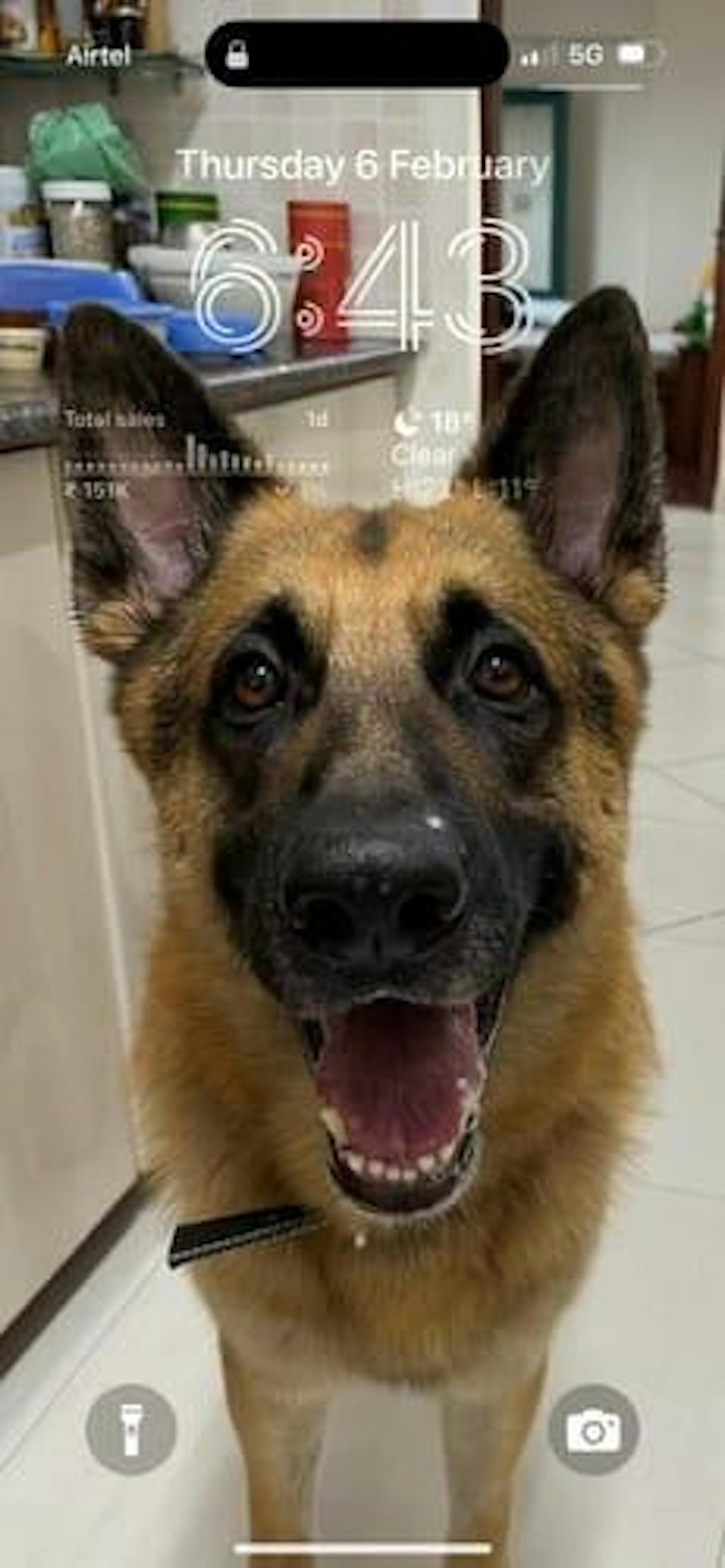 Monthly Pack of Lamb Blueberry Fresh Dog Food