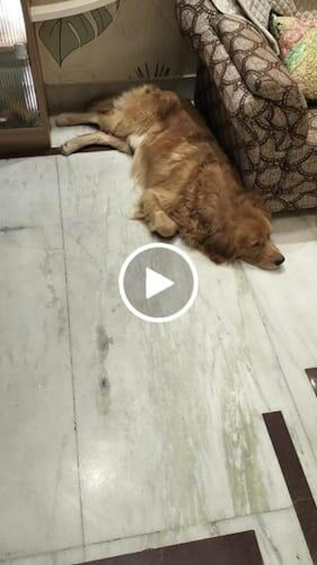 Chicken Broth for Cats & Dogs - 100 ml