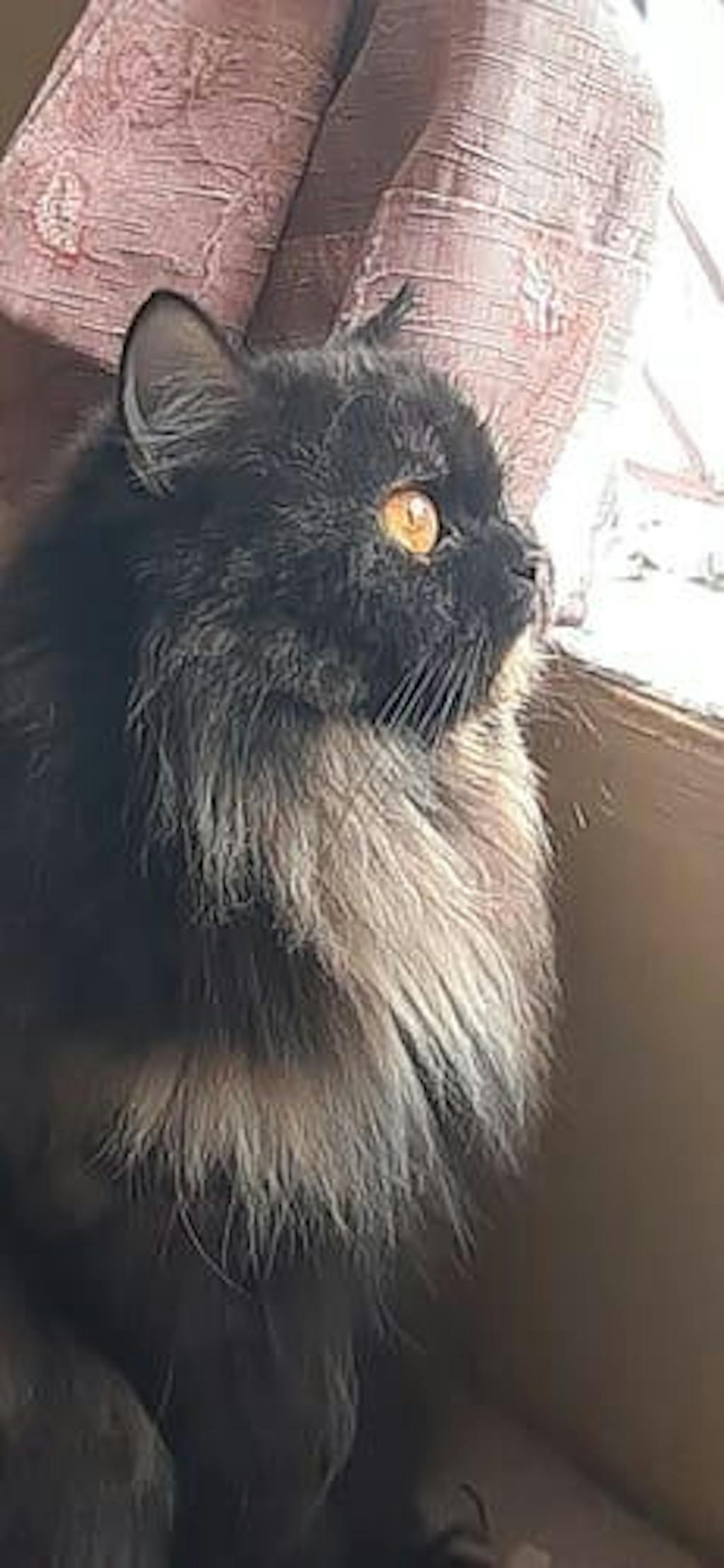 Tun-Tuna Cat Food Trial Pack