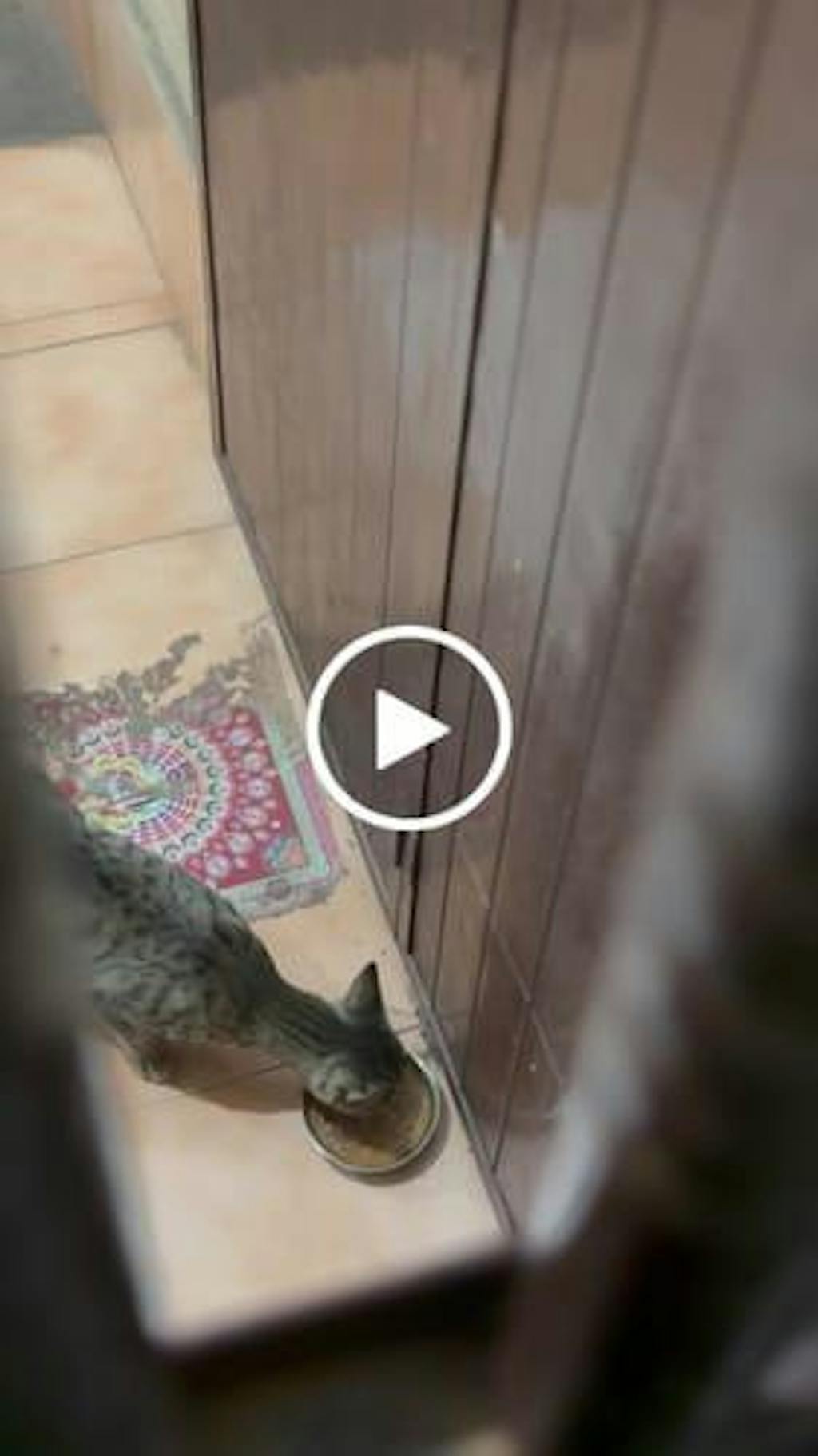 Monthly Pack of Tuna, Mackerel & Sardine Fresh Cat Food