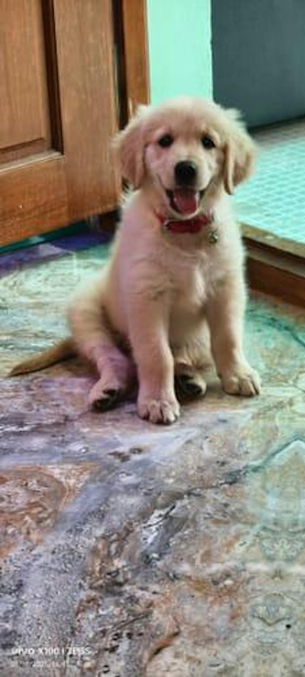 All Recipes Dog Food Trial Pack (Chicken, Lamb, Fish & Paneer)