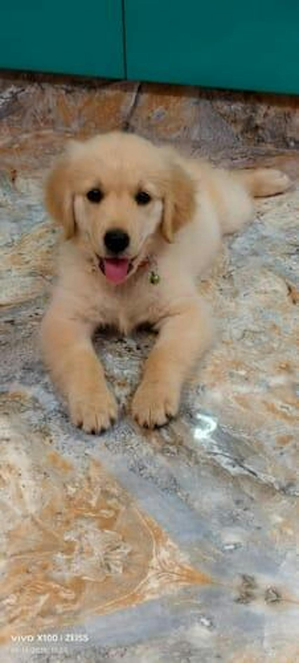 All Recipes Dog Food Trial Pack (Chicken, Lamb, Fish & Paneer)