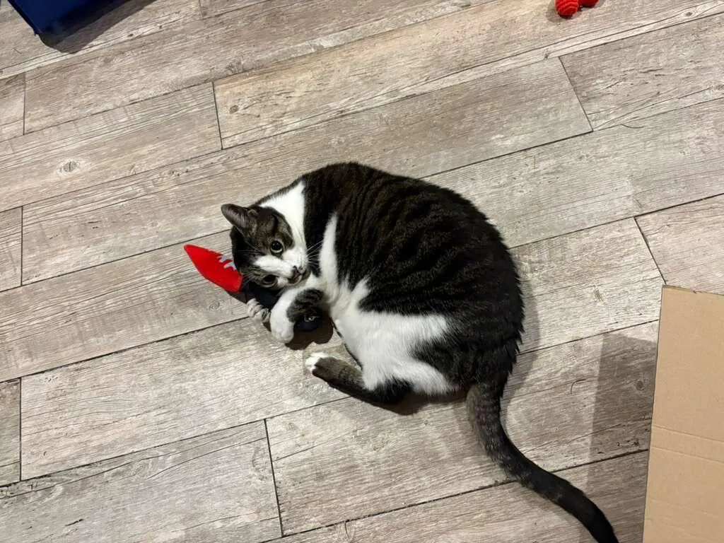 Bloody Knife® Refillable Catnip Toy
