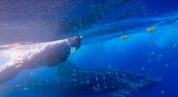 ♻️ Ascent Long Sleeve Swimsuit | Whale Shark