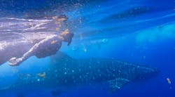 ♻️ Ascent Dive Legging | Whale Shark