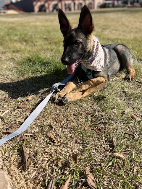 Fog Double Handle Dog Leash