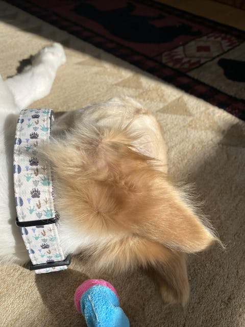 Life's Paws Dog Collar