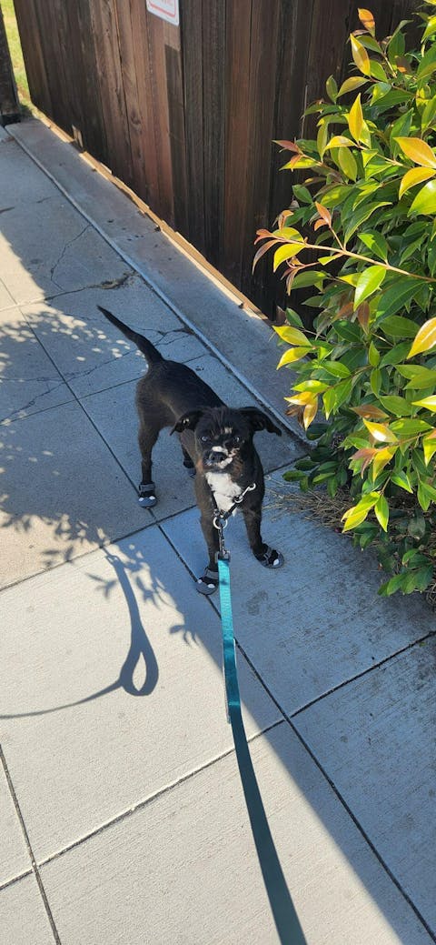 Peacock Double Handle Dog Leash