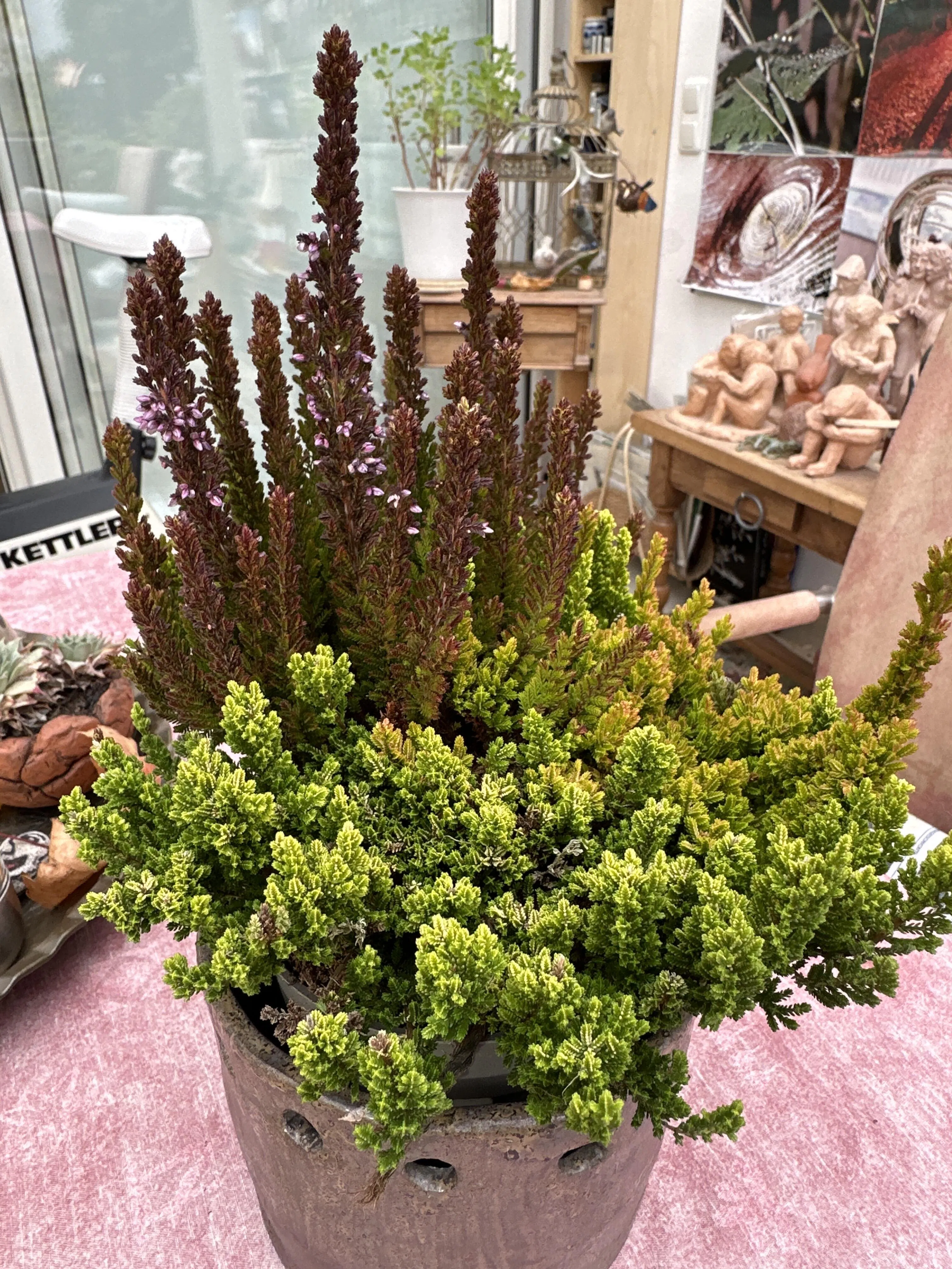 orchideen im angebot diese woche