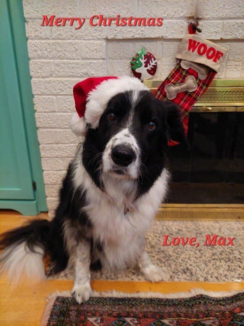 Deluxe Border Collie Metal Hanging Bracket Plant Stand