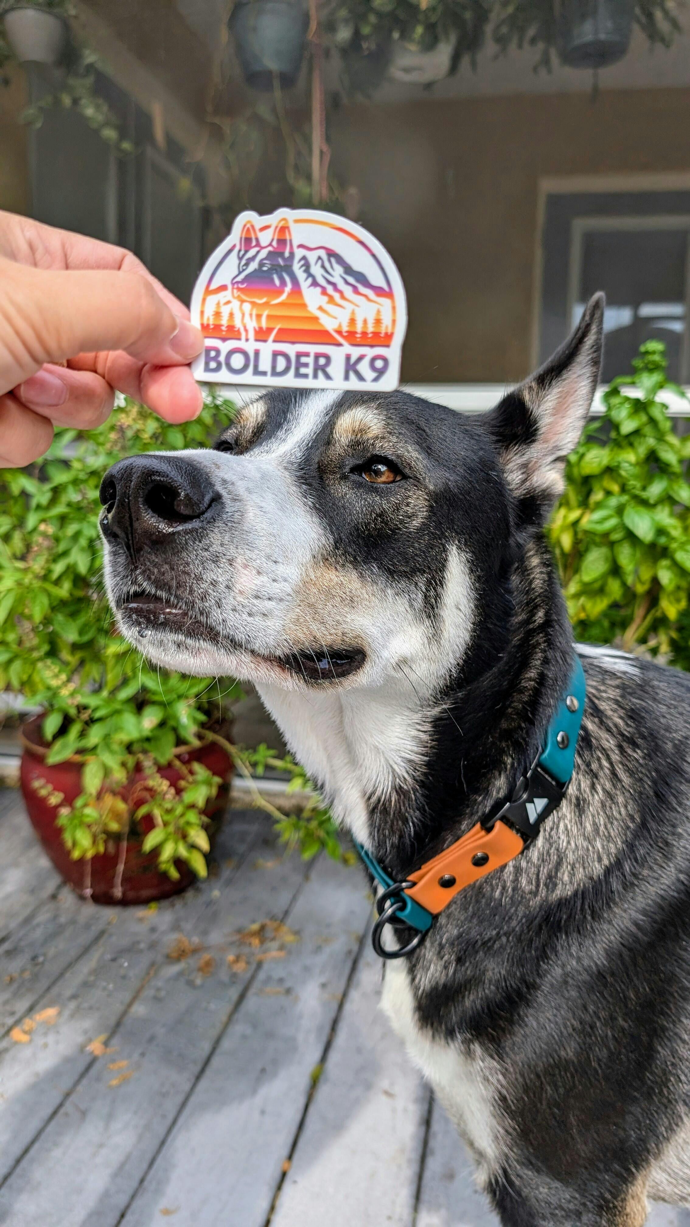 BioThane Slip Collar with Quick Release Buckle