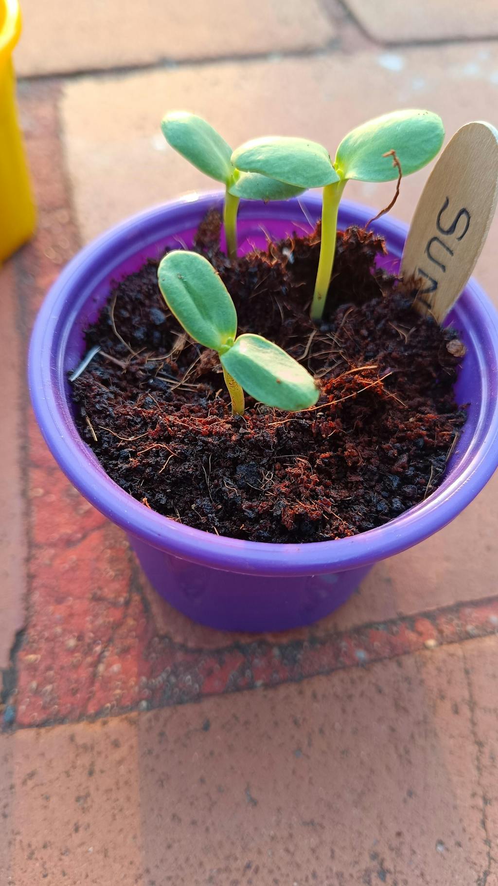 Edible Flower Growing Kit Buy Edible Flowers Online India