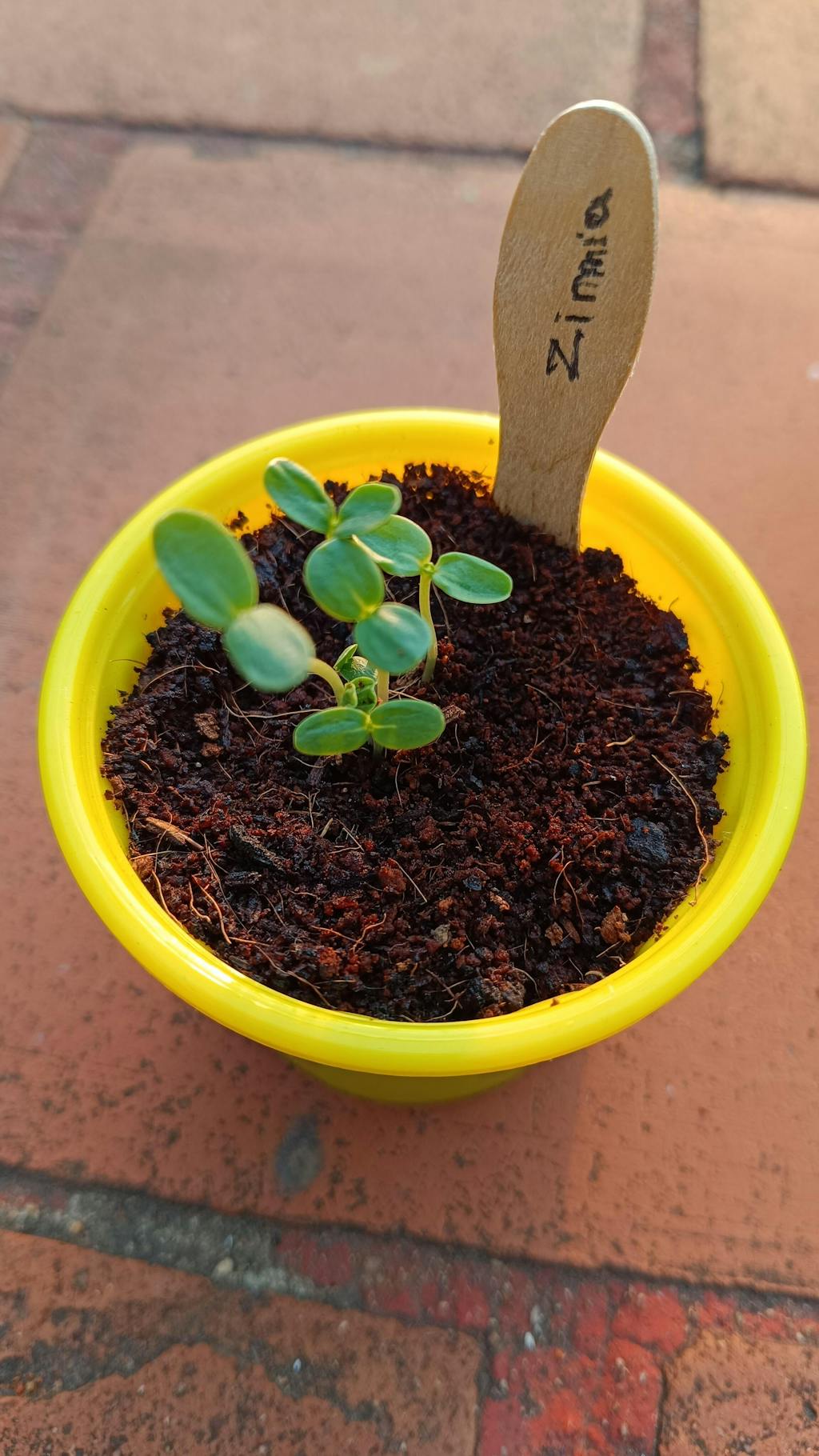 Edible Flower Growing Kit Buy Edible Flowers Online India