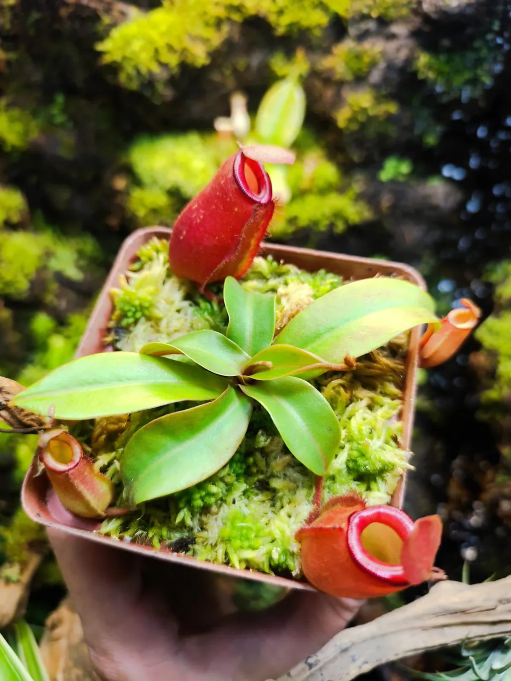 その他 chunta32508W4-2 Tropical Pitcher, Nepenthes 'Truncata x Campanulata' Plants