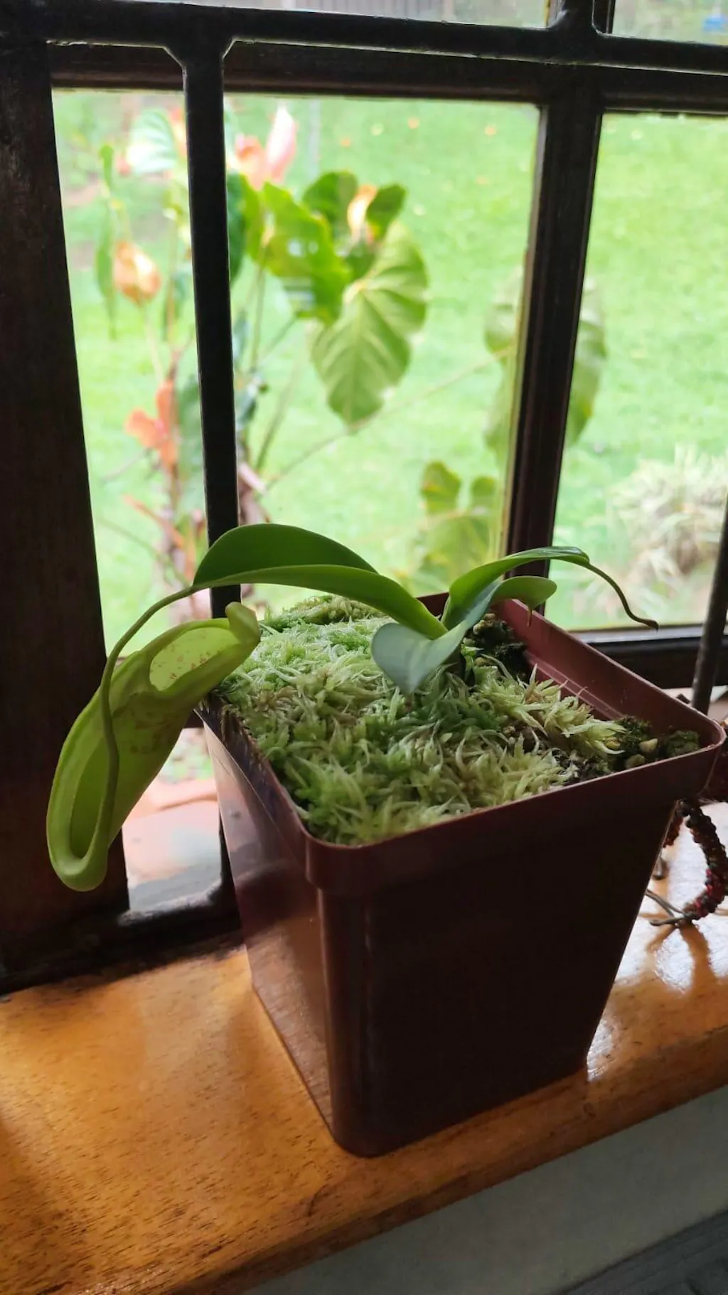 Tropical Pitcher, Nepenthes 'Truncata x Campanulata' Plants