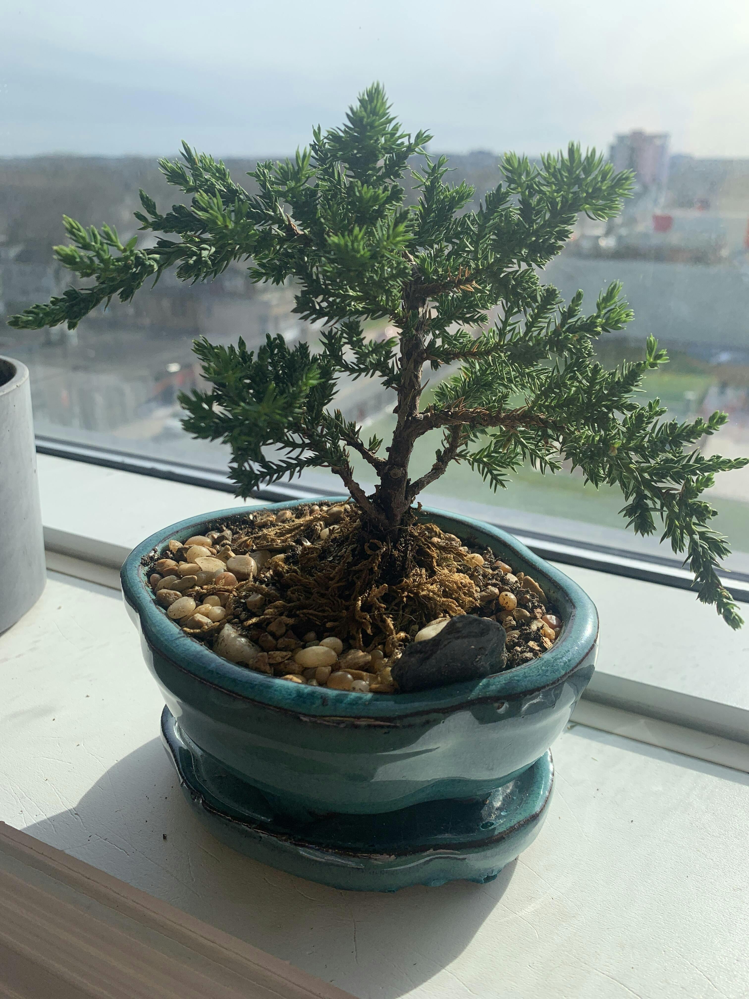 Indoor Bonsai BonsaiStore.co