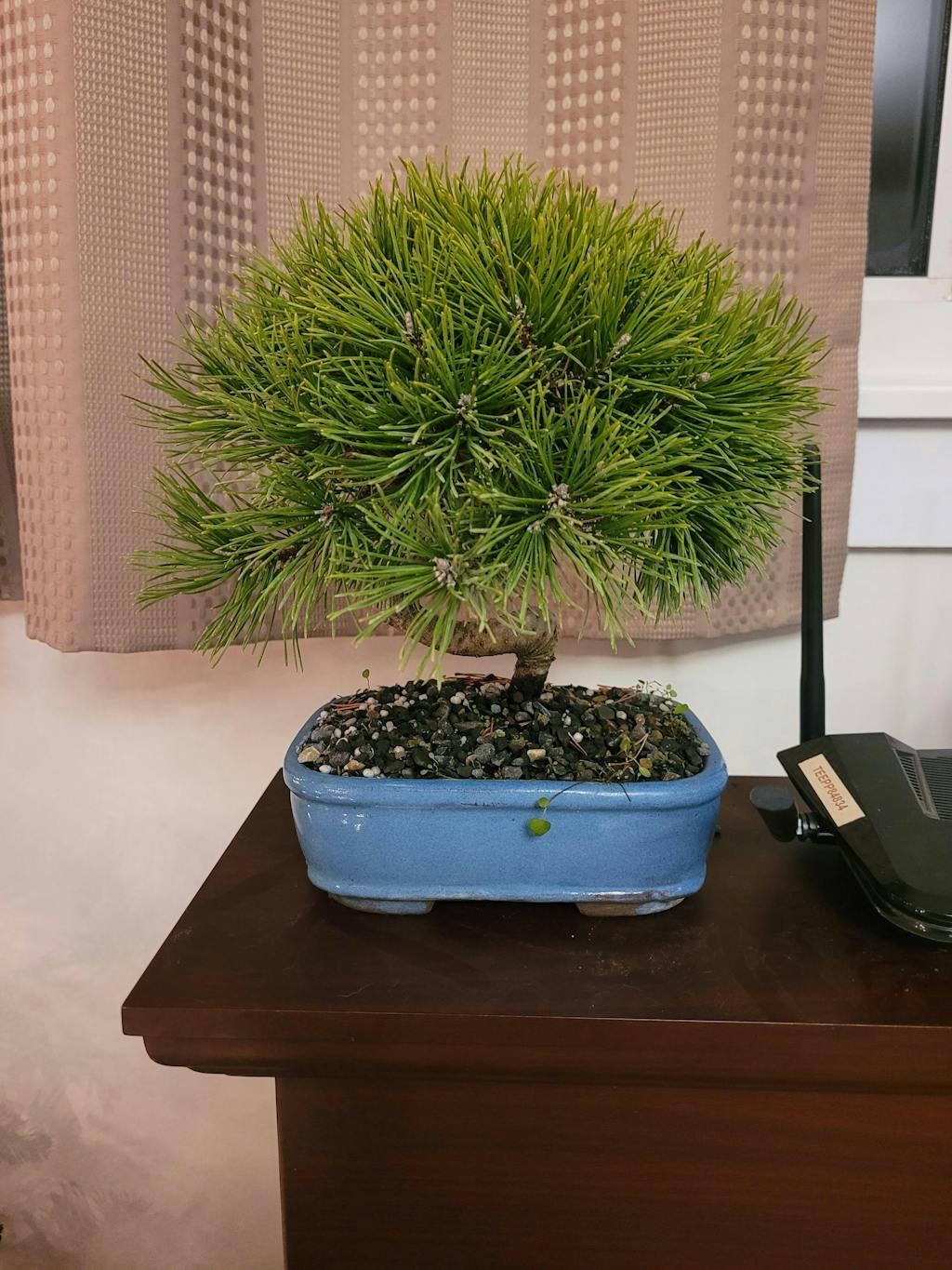 What are the different Bonsai sizes and what do they mean? BonsaiStore.co