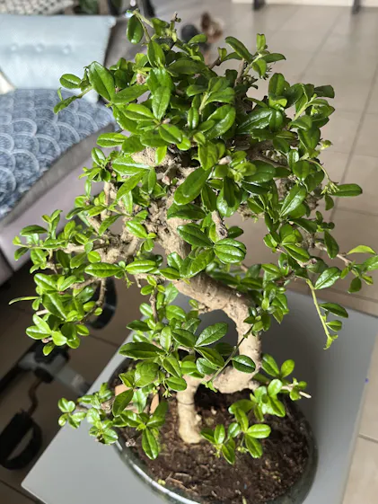 Bonsaiwonder | Carmona Dai - 17 years old - buy indoor bonsai