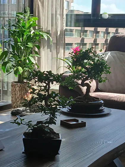 bonsai mutter Seedeo® Echte Myrte Bonsai 30 Samen main image 1