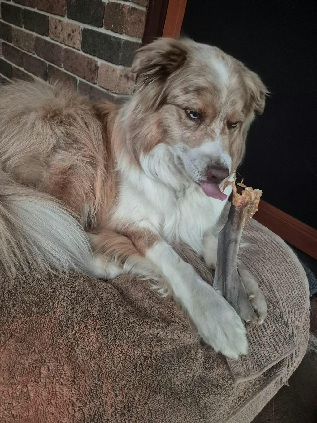 Taste of the Ocean (Mixed Fish Treats)