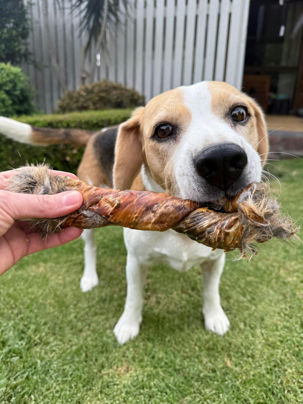 Rabbit Skin Twist (Fur On)