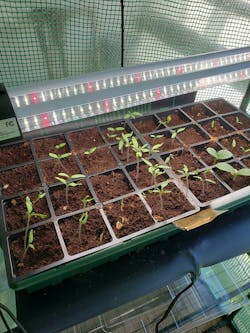 LED Grow Light Full Spectrum