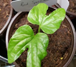 LED Grow Light Full Spectrum