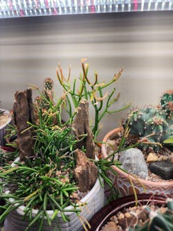 LED Grow Light Full Spectrum