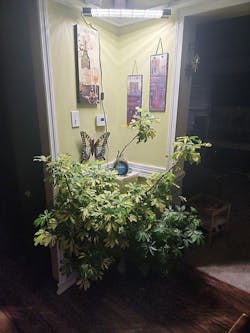 LED Grow Light Full Spectrum