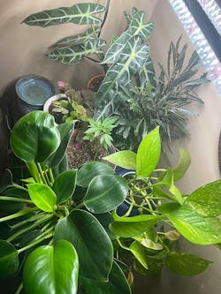 LED Grow Light Full Spectrum