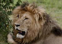 Lion: Pride Before the Fall