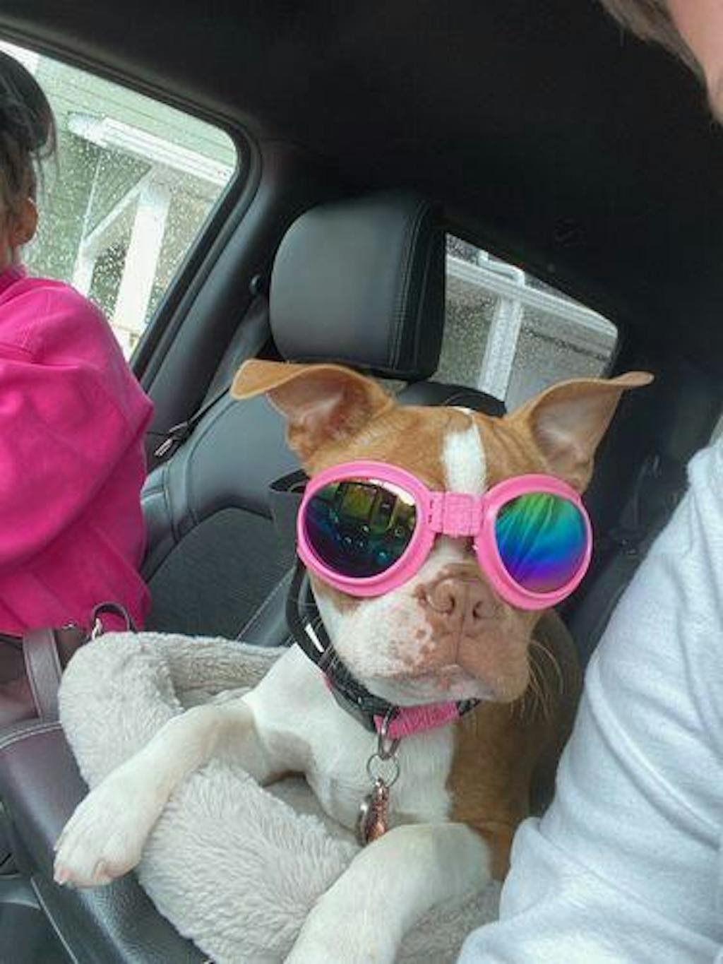 Polarized Goggles For Boston Terriers And Most Dogs Eye Protection Sun