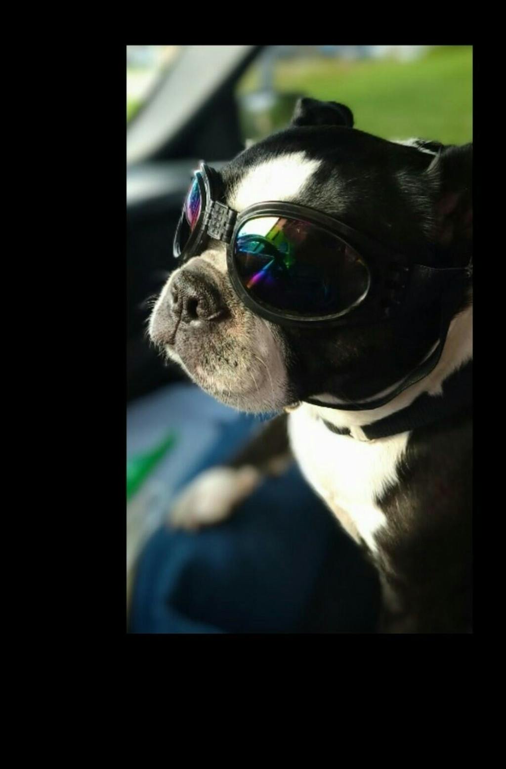 Polarized Goggles For Boston Terriers And Most Dogs Eye Protection Sun
