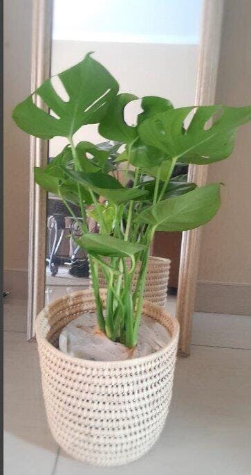 Large Monstera Deliciosa With Basket – Botanical Heaven