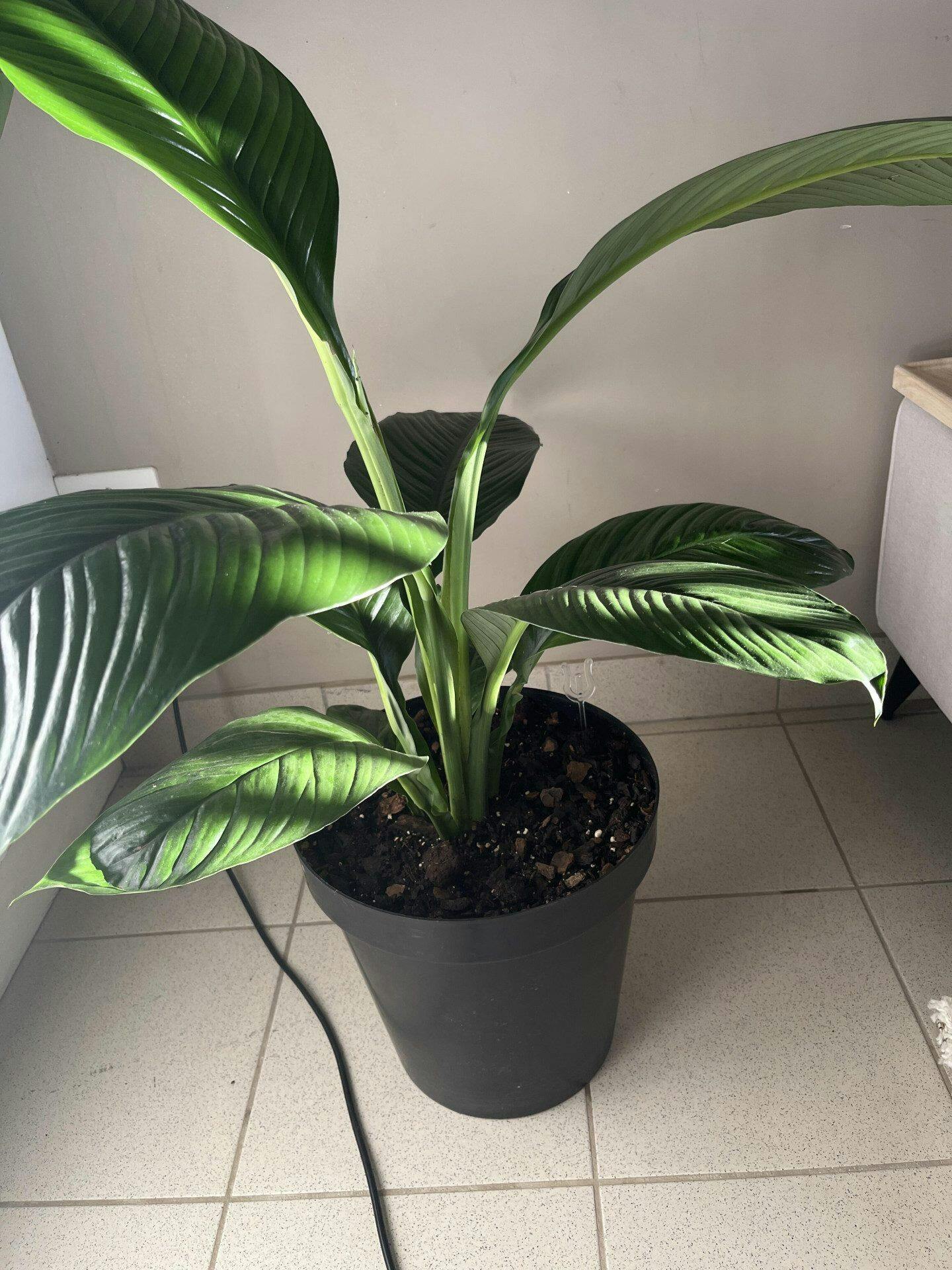 XL Spathiphyllum Sensation (Single stem) – Botanical Heaven